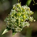 Lomatium dasycarpum Цвят