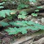Oplopanax horridus Hoja
