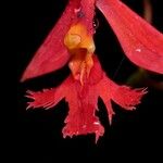 Epidendrum baumannianum Kvet