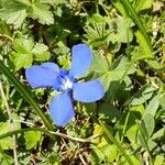 Vinca minorFloare