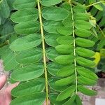 Senna didymobotrya Blatt