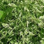 Poa pratensis Bleunienn