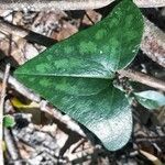 Hexastylis arifolia Lehti