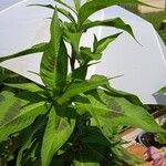 Persicaria lapathifolia Fula