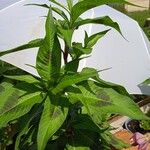 Persicaria lapathifolia Кветка