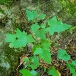 Lactuca muralis عادت