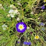 Convolvulus tricolor Floare