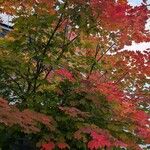 Acer circinatum 整株植物