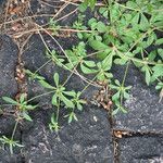 Mollugo verticillata Likasa