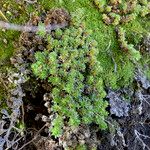 Alchemilla holosericea Habit