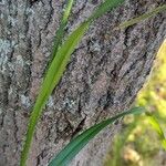 Scirpus atrovirens Likasa