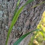 Scirpus atrovirens Liść