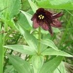 Fritillaria camschatcensis Flor