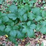 Rubus macrophyllus Bark