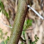 Acacia karroo बार्क (छाल)