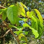 Oncoba spinosa Leaf