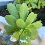 Sedum palmeri ഇല