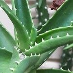 Aloe ciliaris फूल