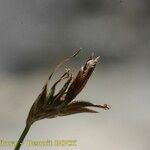 Carex mucronata Fruto