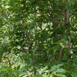 Combretum micranthum Habitus