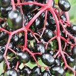 Sambucus canadensis Bark