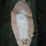 Albizia adianthifolia Rusk