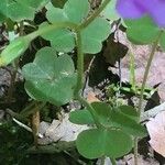 Oxalis violacea পাতা