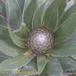 Leucadendron argenteum 果實