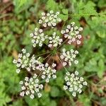 Chaerophyllum temulumΛουλούδι