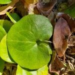 Asarum europaeum Leaf