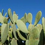 Opuntia maxima Blatt