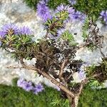 Globularia repens Feuille