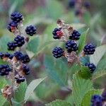 Rubus fruticosus Плод