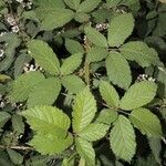 Rubus pericrispatus Outro