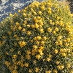 Chuquiraga aurea Habit
