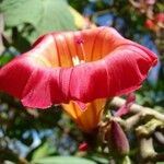 Stictocardia tiliifolia 花