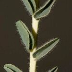 Astragalus akkensis Écorce