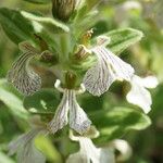 Ajuga laxmannii 花