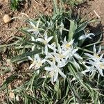 Leucocrinum montanum Flower