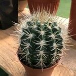 Stenocactus multicostatus Hoja