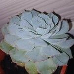 Dudleya pulverulenta Leaf