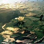 Nymphaea alba Hostoa