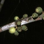 Bellucia mespiloides Fruit