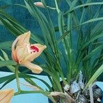 Cymbidium devonianum Хабит