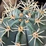 Ferocactus glaucescens Foglia