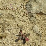 Limonium avei Habitatea