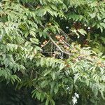 Diospyros polystemon Yeri