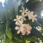 Plumeria obtusa Feuille