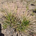 Carex ericetorum Blad