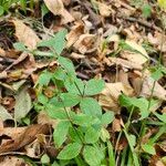 Galium circaezans Leaf